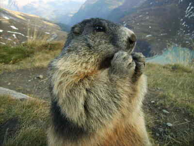 Marmot during eating