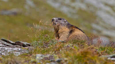 Marmot on a meadow