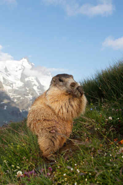 Marmot on a meadow