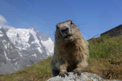 Marmot Close-up