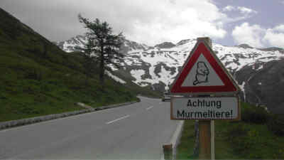 Road sign marmots