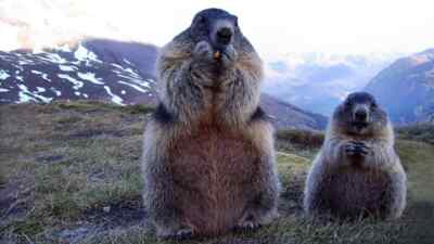 Two marmots during eating