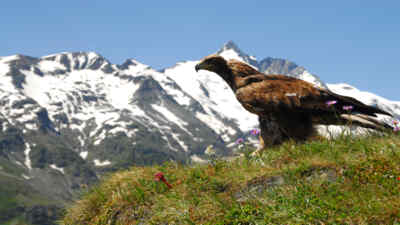 A golden eagle on a meadow in front of the grossglockner